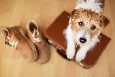 Ayakkabılı eski bir bavulu bekleyen sevimli bir köpek. Hayvan gezisi, tatil ya da tatil. Yavru köpek eğitimi..