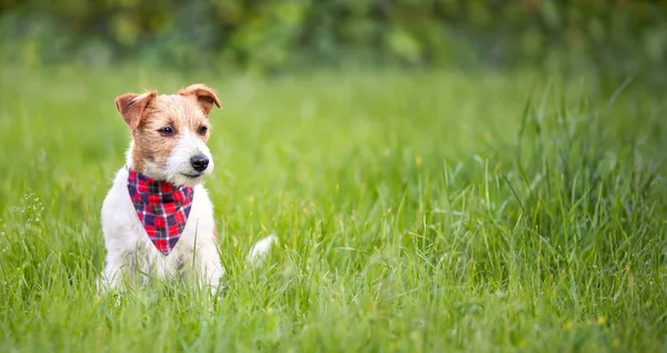 Lindo Gato Feliz Russell Terrier Perro Sentado Hierba Banner Web —  Fotos de Stock