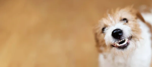 Смешная Здоровая Собака Улыбается Смеется Показывает Зубы Баннер Уходу Животными — стоковое фото