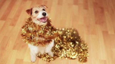 Sevimli mutlu noel, yeni yıl evcil köpeği altın çelenk süslemesi içinde gülümsüyor.