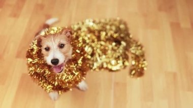 Sevimli mutlu noel, yeni yıl evcil köpeği altın çelenk süslemesi içinde gülümsüyor.