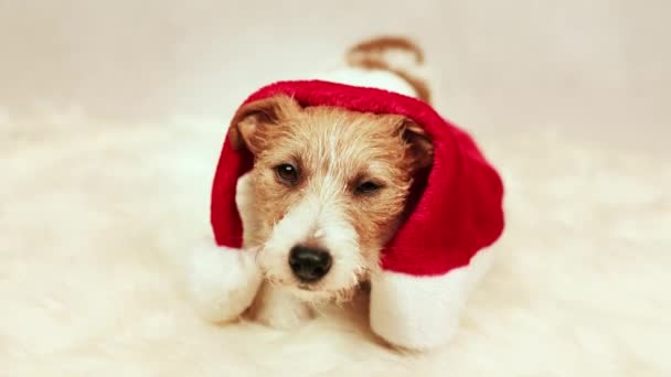 Милая Весёлая Рождественская Собачка Санта Клауса Виляет Хвостом — стоковое видео