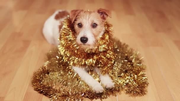Милая Весёлая Рождественская Новогодняя Собака Улыбается Золотой Гирлянде — стоковое видео
