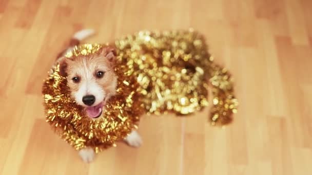 Милая Весёлая Рождественская Новогодняя Собака Улыбается Золотой Гирлянде — стоковое видео