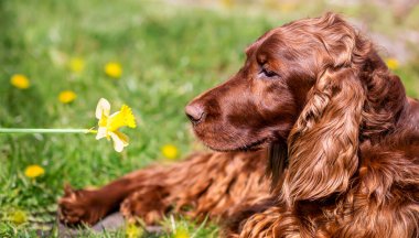 Cute irish setter pet dog and smelling an easter daffodil flower. Spring forward, springtime banner.