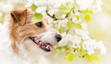 Happy smiling panting dog smelling, sniffing flowers. Springtime, spring forward, easter banner, background. 