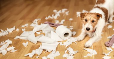 Funny, active naughty pet dog after biting, chewing a toilet paper at home. Dog mischief, disobedient puppy training banner.