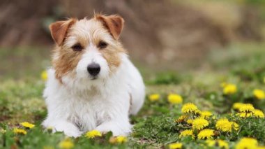 Mutlu şirin Jack Russell Terrier köpeği dinliyor, karahindiba çiçekleriyle çimlere bakıyor. Bahar ileri, bahar arkaplanı.