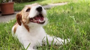 Sağlıklı, sevimli köpek yavrusu çiğniyor, abur cubur yiyor, çimlerdeki dişleri temizliyor. Hayvan diş bakımı.
