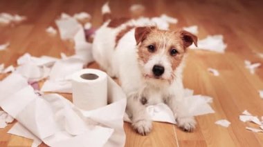 Isırdıktan sonra evde tuvalet kağıdı çiğneyen komik, aktif, yaramaz bir köpek. Köpek yaramazlığı, itaatsiz köpek eğitimi konsepti..