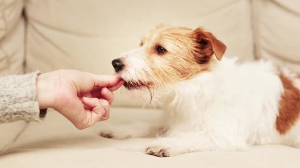 手の給餌 ソファの上の健康な幸せな犬に歯科スナック治療を与えます 歯の洗浄 ペットケア — ストック動画