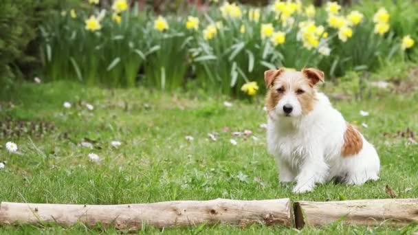 Entrenador Propietario Enseñar Lindo Perro Obediente Para Saltar Primavera Hierba — Vídeo de stock