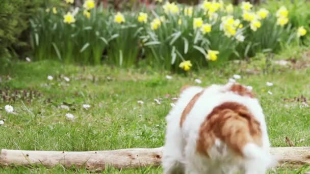 トレーナーのオーナーは 春に草の中でジャンプする彼女のかわいい従順な犬を教えています 敏捷訓練 — ストック動画