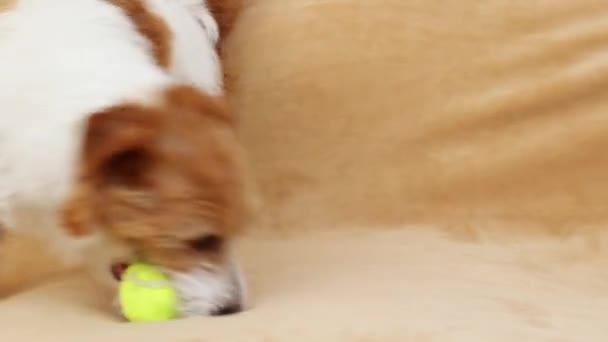 Divertido Juguetón Perro Mascota Feliz Cachorro Jugando Con Una Pelota — Vídeo de stock