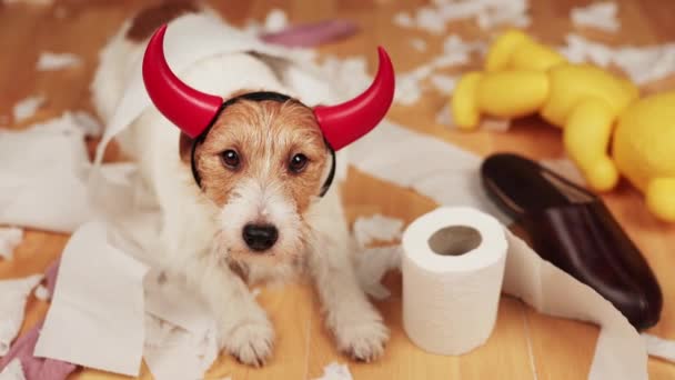 活泼淘气的宠物狗咬完后 咀嚼着卫生纸和鞋子 训练幼犬 — 图库视频影像