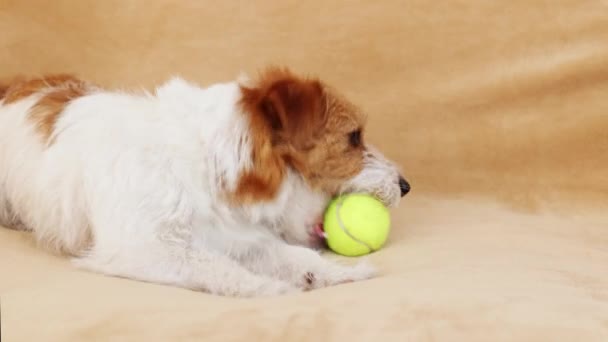 面白い遊び心のある幸せなペット犬子犬遊びとともにおもちゃのボールとともに自宅でザソファ — ストック動画