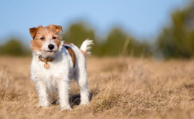 Mutlu Jack Russell Terrier köpeği bekliyor, çimleri dinliyor. Yavru köpek itaat eğitimi.