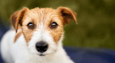 Güzel Jack Russell Terrier köpeği dinliyor, bakıyor. Köpek yüzü, afiş ya da arkaplan.
