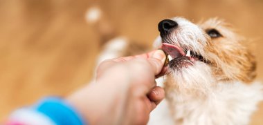 Hand giving snack treat to a healthy dog. Teeth cleaning, pet dental care banner, background.