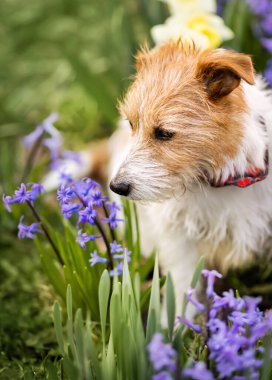 Baharda mor paskalya çiçekleri kokan sevimli bir köpek. Dikey