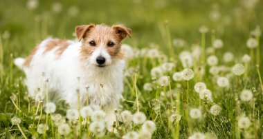Karahindiba çiçekli bitki tarlasında sağlıklı Jack Russell Terrier köpeği. Doğadaki evcil hayvan afişi.