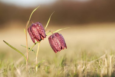 Mor kırmızı çiçek açan fritillaria çiçekleri, bahar ileri, ilkbahar çiçekli arka plan