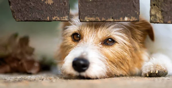 Cute Jack Russell Terrier Looking Fence Dog Face Expression Banner — Stock Photo, Image