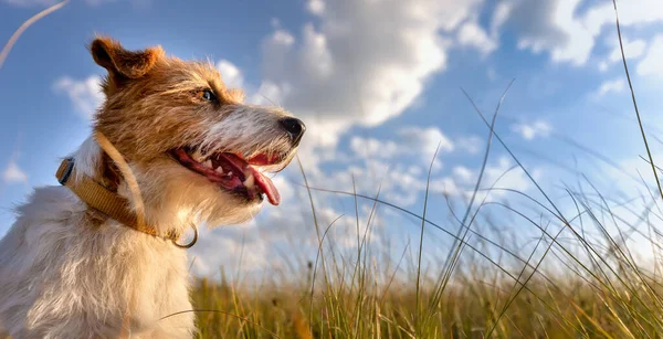 Happy panting dog in summer in the nature grass with blue sky. Pet hiking, walking banner.