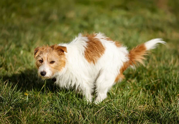 Cão Engraçado Fazendo Banheiro Grama Parque Pooping Defecante Animal Estimação — Fotografia de Stock