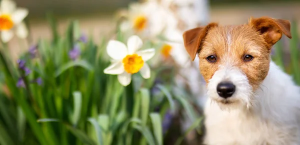 Boldog Aranyos Kutya Hallgat Kertben Nárciszvirág Tavasszal Előre Húsvéti Banner — Stock Fotó