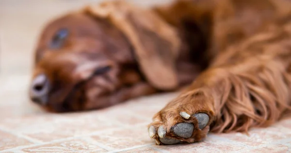 Poot Van Oude Slapende Hond Adoptie Van Een Asiel Dier — Stockfoto