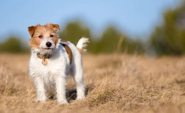 Happy Jack Russell Terriër Huisdier Hond Wachten Luisteren Het Gras — Stockfoto
