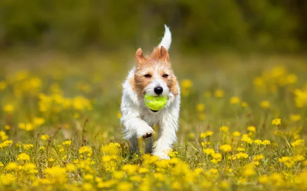 Παιχνιδιάρικο Χαρούμενο Σκυλάκι Που Τρέχει Παίζοντας Ένα Παιχνίδι Στα Κίτρινα — Φωτογραφία Αρχείου