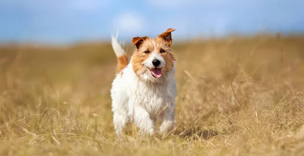 Baner Wesołego Psa Terrier Jacka Russella Biegającego Trawie Słuchającego Śmiesznymi — Zdjęcie stockowe