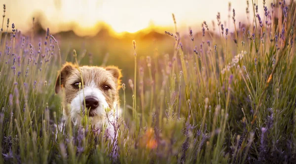 夏のラベンダー畑でかわいい犬の子犬のバナー日の出 — ストック写真