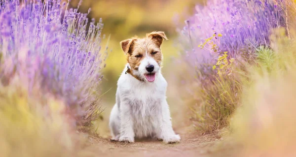 Glad Sällskapsdjur Hund Ler Skrattar Den Lila Lavendel Växtbaserade Blomma — Stockfoto