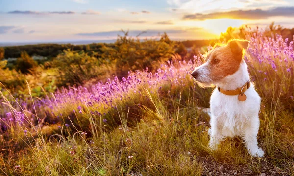 夏にラベンダーの花のハーブ畑に座ってかわいい小さなペット犬 犬の日没 日の出のバナー — ストック写真