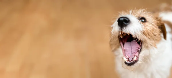 Шумная Злая Активная Собака Лает Дома Страх Разлуки Знамя Обучения — стоковое фото