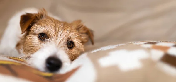 Cara Hermoso Perro Mascota Edad Como Relajarse Sofá Casa Perro — Foto de Stock