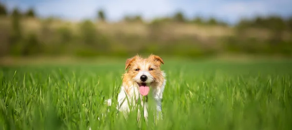 Leuke Vrolijke Lachende Hond Hijgend Het Weidegras Hond Vlag Van — Stockfoto