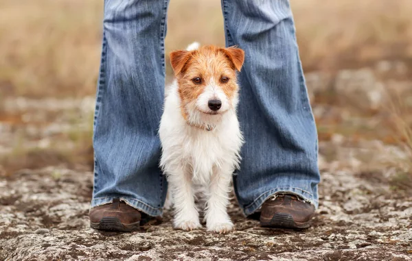 Anjing Kecil Yang Lucu Dan Patuh Menunggu Antara Kaki Pemiliknya — Stok Foto