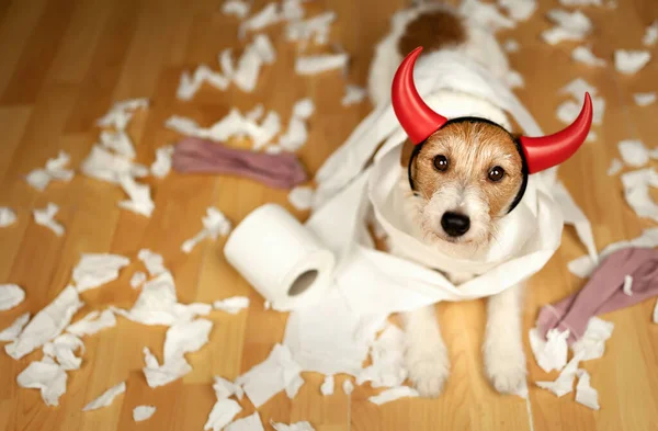 Funny Active Naughty Dog Biting Chewing Toilet Paper Pet Mischief — Stock Photo, Image