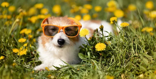 Rolig Lat Hund Koppla Blommande Gräs Med Solglasögon Vår Sommar — Stockfoto