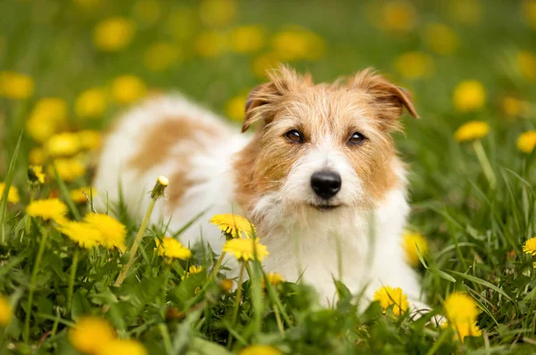 Χαριτωμένο Σκυλί Λουλούδια Στο Γρασίδι Καλοκαίρι Φύση Περπάτημα Κατοικίδιο Ζώο — Φωτογραφία Αρχείου