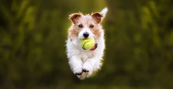 Oyuncak Köpek Oyunu Koşmak Tenis Topu Getirmek Kopya Alanı Olan Stok Fotoğraf