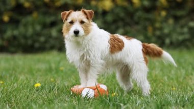 İtaatkar mutlu Jack Russell Terrier köpeği çimlerin üzerinde oyuncak bir topu bekliyor ve dinliyor. Yavru köpek eğitimi..