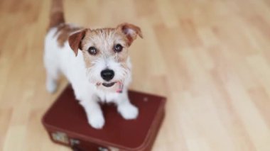 Gülümseyen sevimli bir köpek yavrusunun yüzü, kuyruğunu evde sallıyormuş gibi. Hayvan gezisi, otel, tatil ya da yaz tatili. 