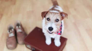 Mutlu köpek yavrusu kuyruğunu ayakkabısının yanındaki bavulda sallıyor. Hayvan gezisi, otel, tatil ya da yaz tatili. 