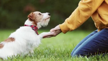 Antrenör, şirin köpeğine pençe atmayı ve el sıkışmayı öğretiyor. Köpek eğitimi ve tokalaşma. 
