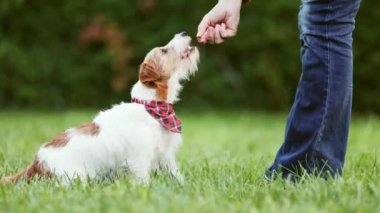 Eğitmen, itaatkar sevimli köpeğine oturup atıştırmalık vermeyi öğretiyor. Yavru köpek eğitimi ya da beslenme.